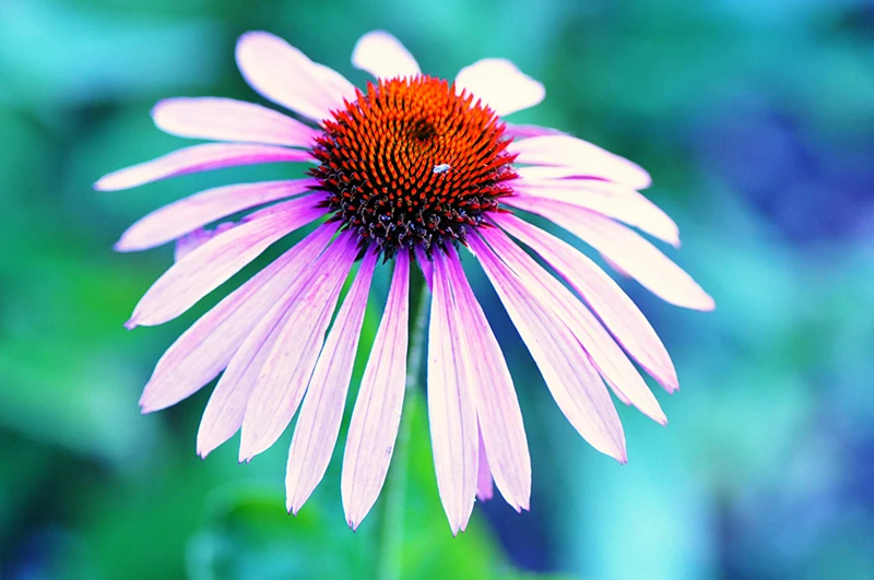 echinacea